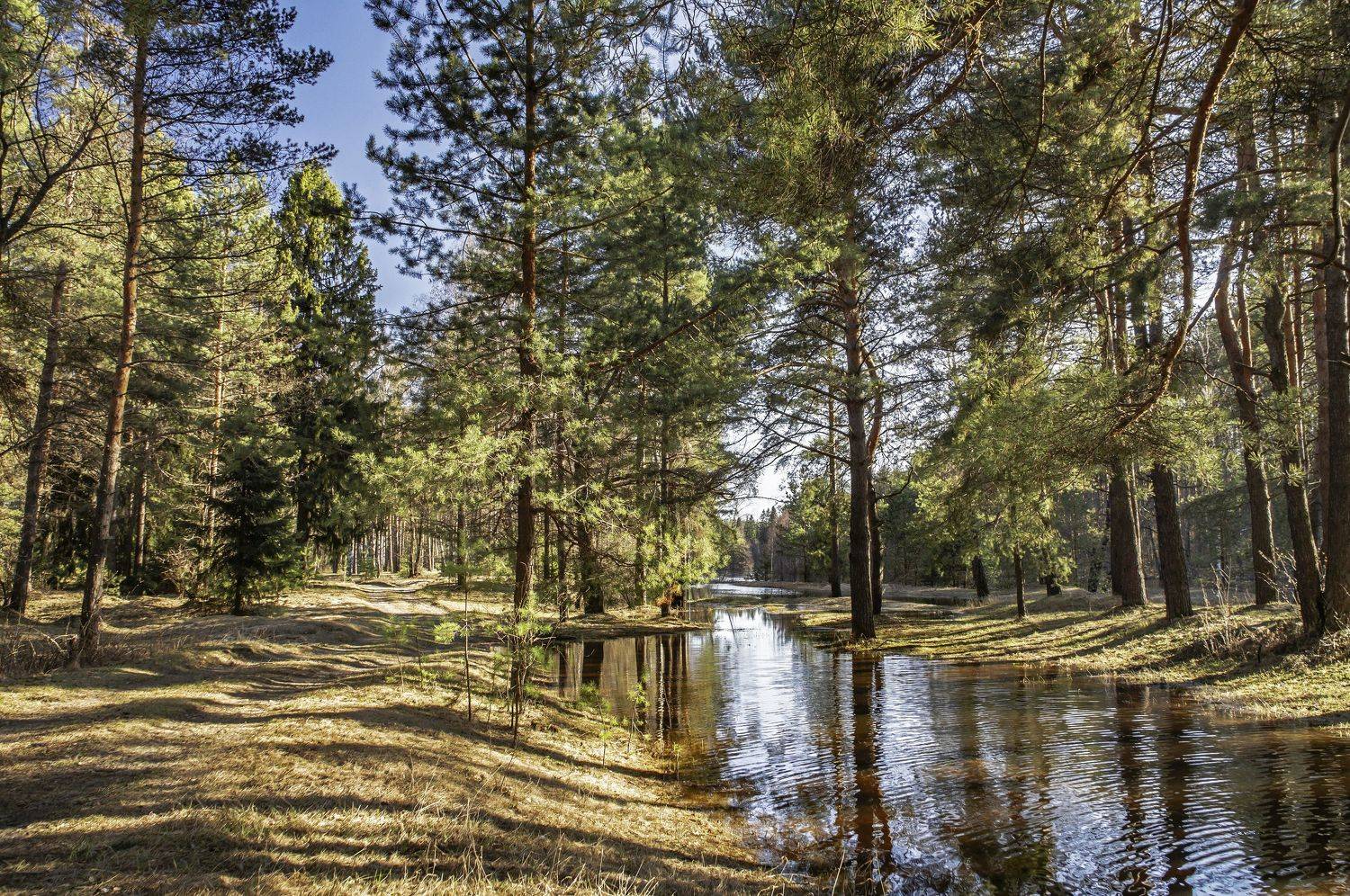 весна., Шитов Александр