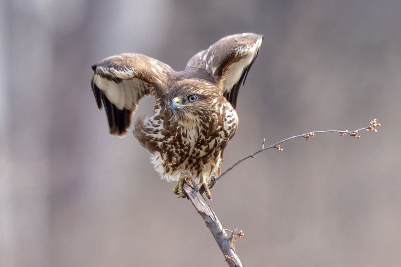 Common Buzzard фото превью