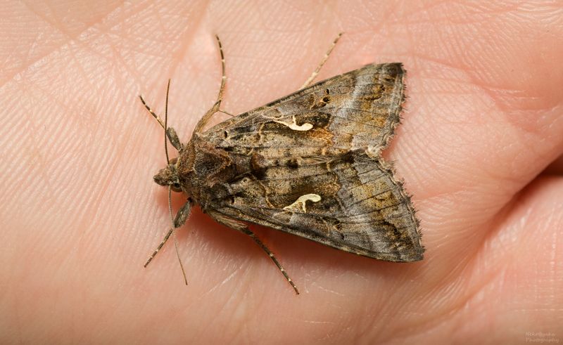 макро, природа, насекомые, мотылек, совка, вредитель, macro, nature, insects, moth, scoop, pest, Металловидка-Гамма фото превью