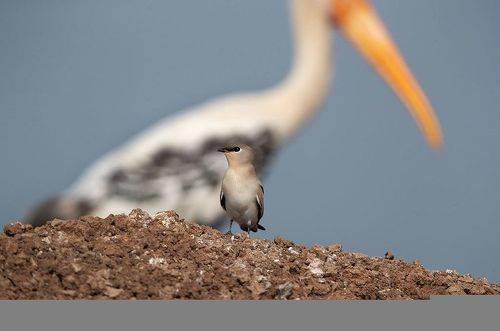Small pratincole