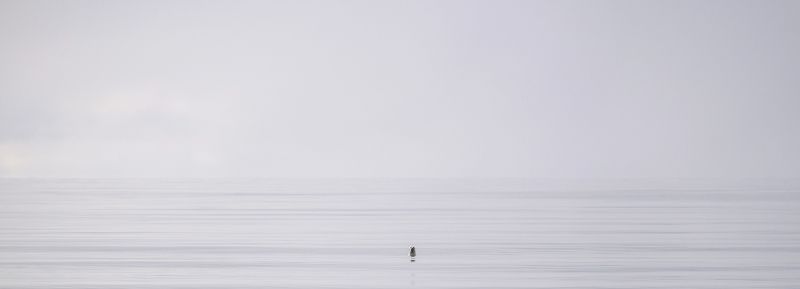 горизонт, пейзаж, нерпа, море, карское море, север, минимализм Нарушитель спокойствия фото превью