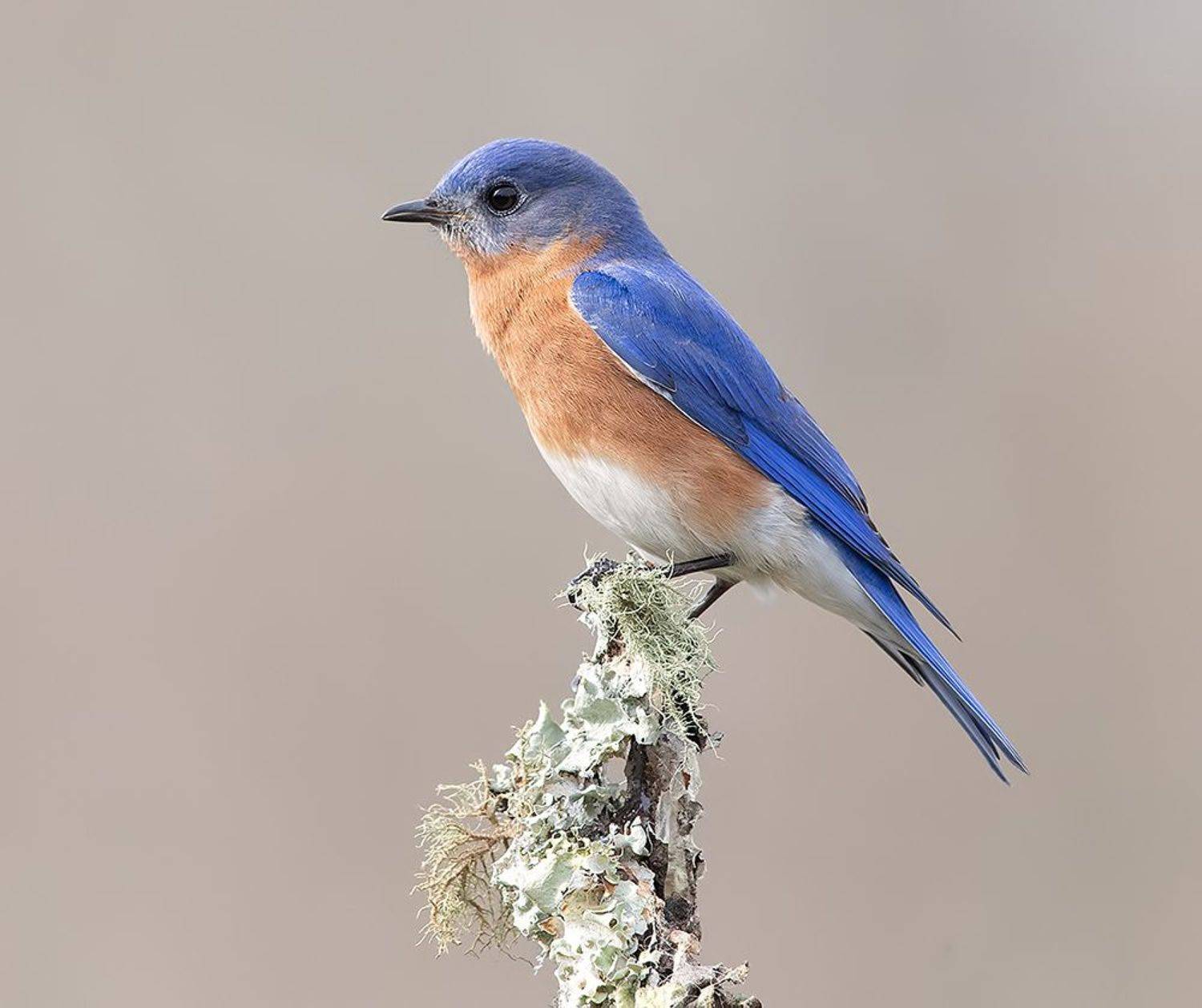 восточная сиалия, eastern bluebird,bluebird, Etkind Elizabeth