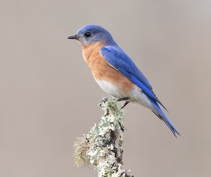 восточная сиалия, eastern bluebird,bluebird Eastern Bluebird. male - Восточная сиалия фото превью