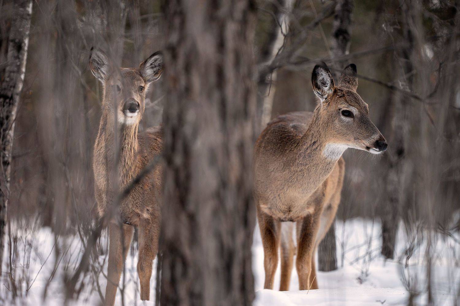 , Артем Падалко