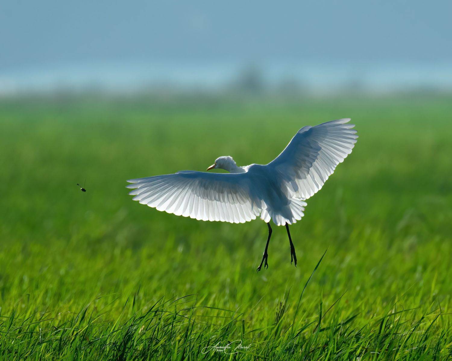 Birds backlight wings kerala wildlife india, Anandhu M