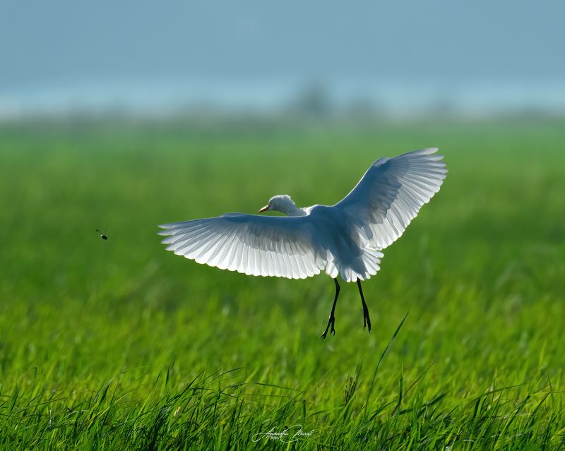Birds backlight wings kerala wildlife india Backlight фото превью