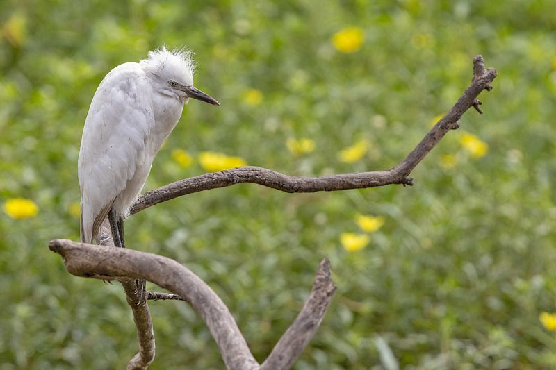 птицы, уругвай Не в духе фото превью