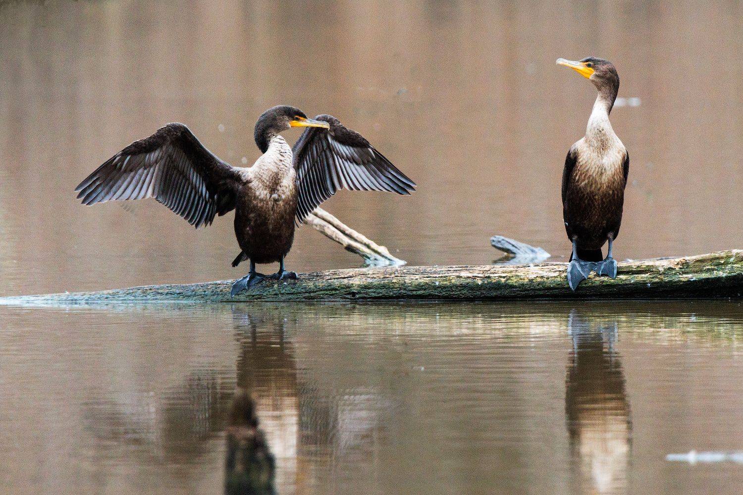 , Леонид Дьяченко