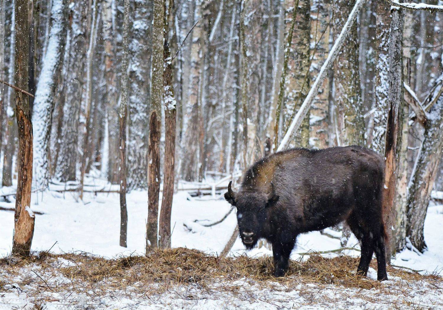 , Юлия Абрамова
