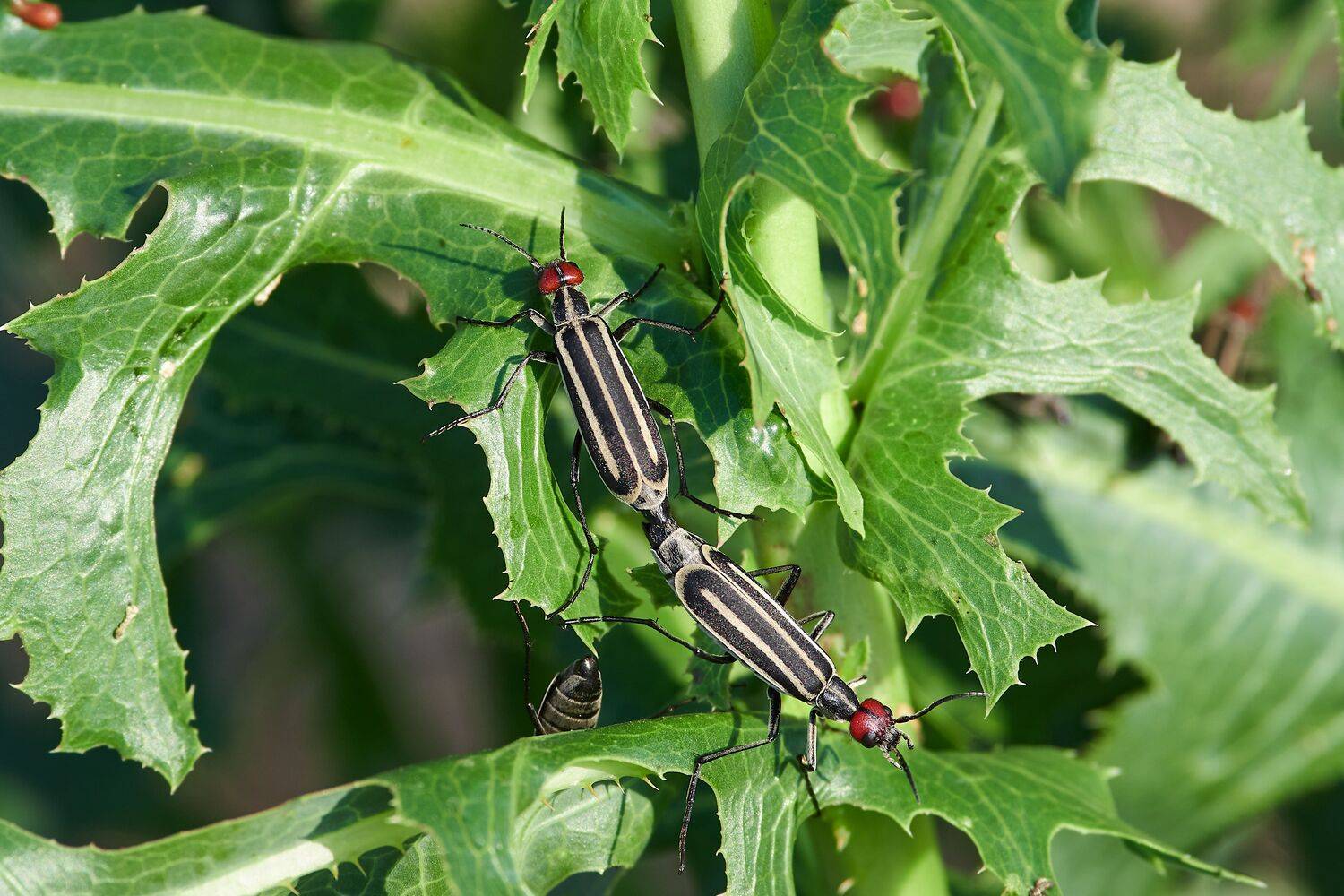 volgograd, russia, wildlife, Epicauta erythrocephala, , Сторчилов Павел