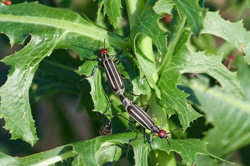 Epicauta erythrocephala