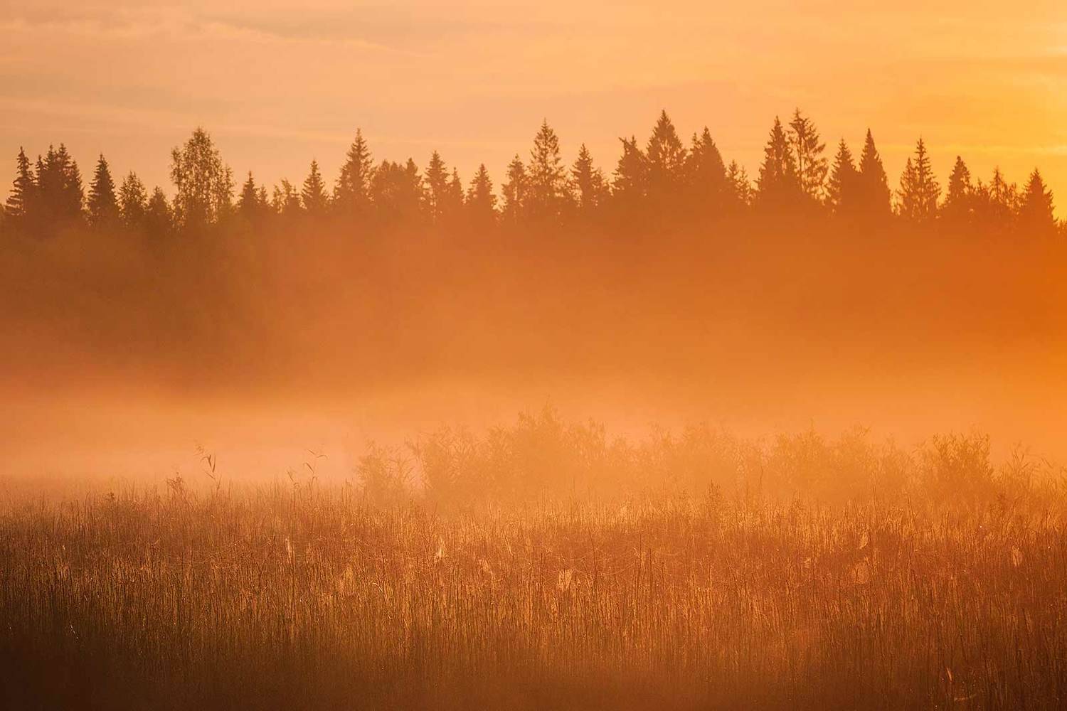 , Напалкин Станислав