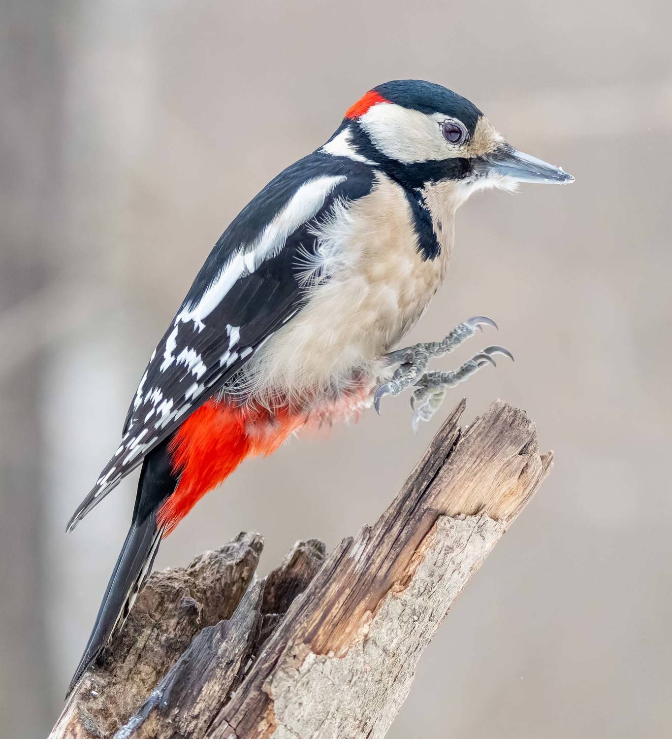 , Дэм Константин