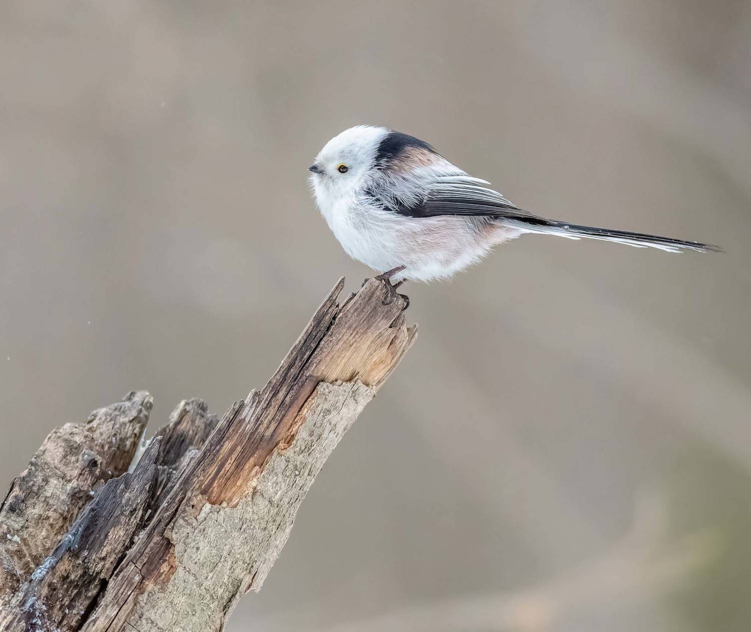 , Дэм Константин