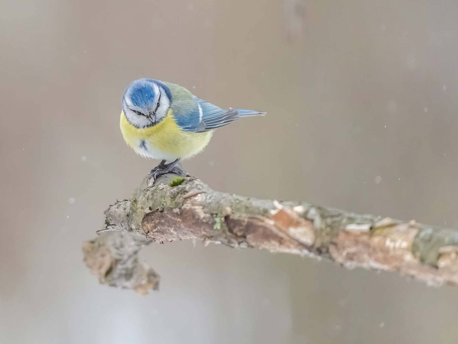 , Дэм Константин