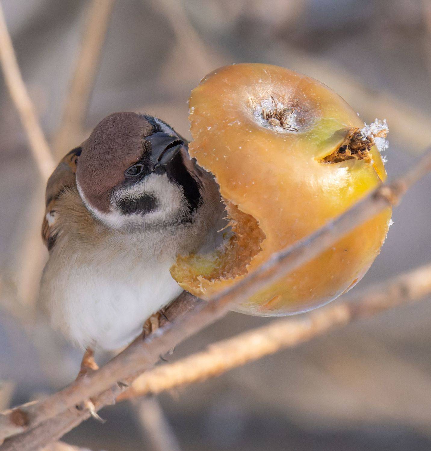 , Дэм Константин