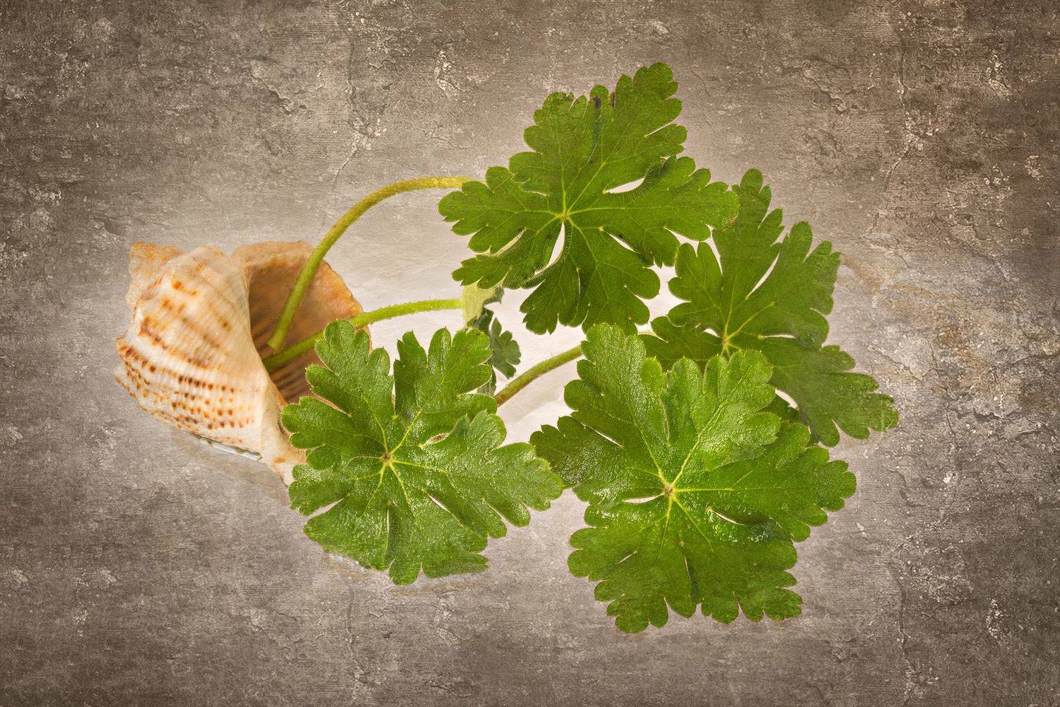 close-up, color, colors, concept, conceptual, geranium, leaf, leaves, nature, photography, sea shell, still life,, Dr Didi Baev