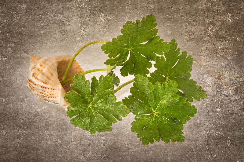 close-up, color, colors, concept, conceptual, geranium, leaf, leaves, nature, photography, sea shell, still life, Geranium Spring фото превью