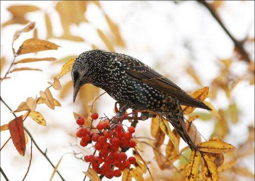 В осеннем пере