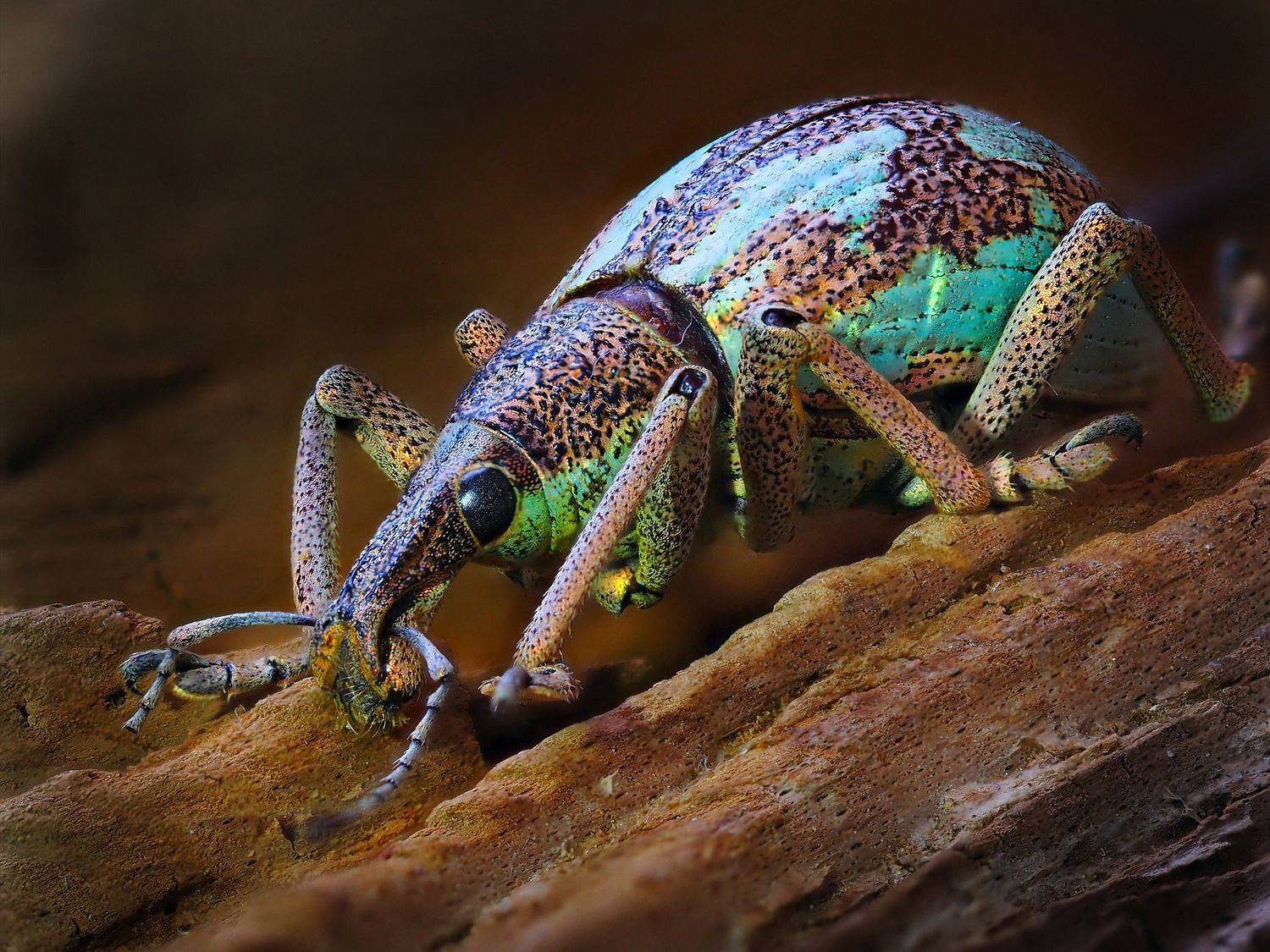 , Анатолий Савчук