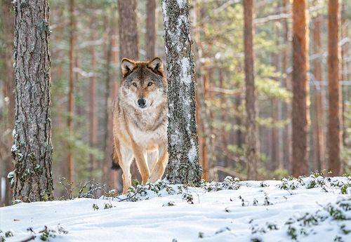 Лесной патруль