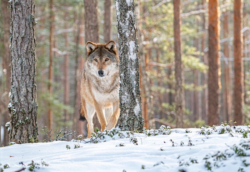 волк, беларусь, красный бор, зима Лесной патруль фото превью