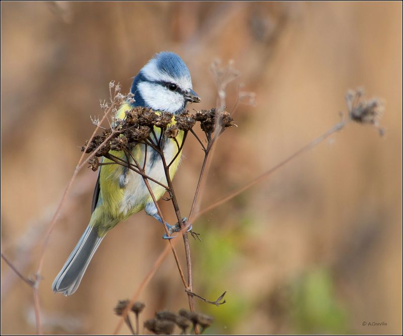 синица,лазоревка,обед Лазоревка.Обед ) фото превью