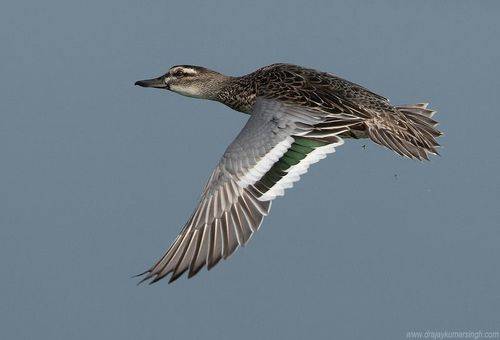 Garganey