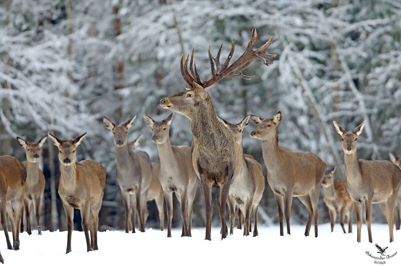 За мной, красотки! фото превью