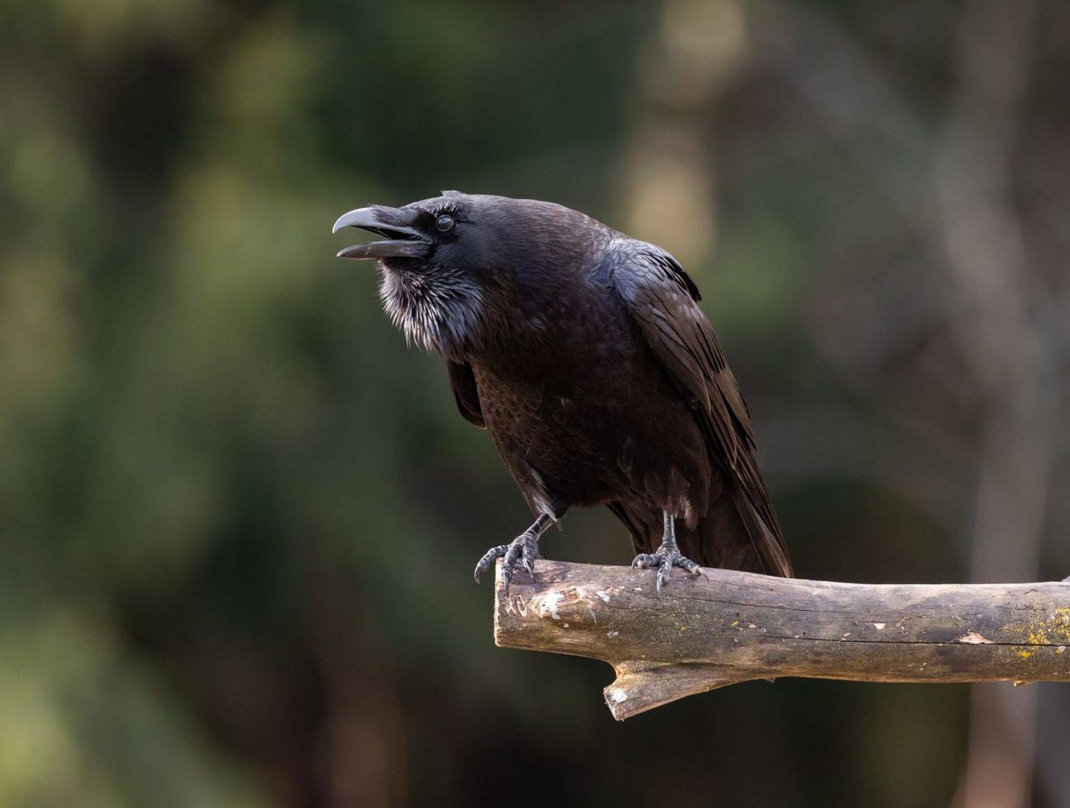 ворон,птицы,, Vladimir Pakalevich