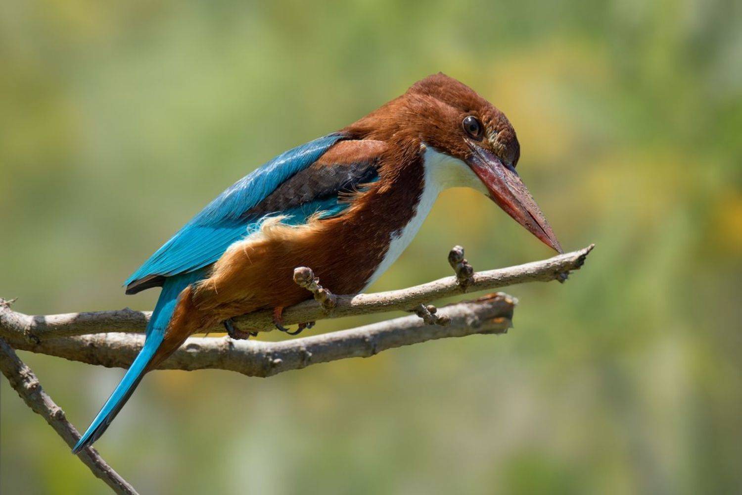 , Людмила Бекман