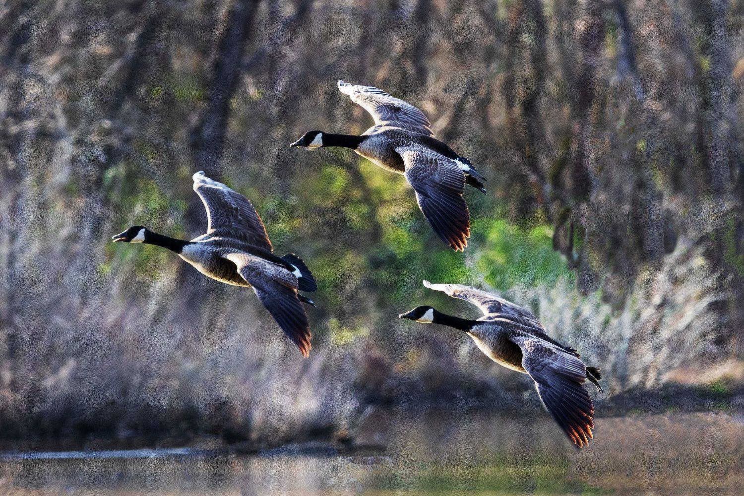 , Леонид Дьяченко