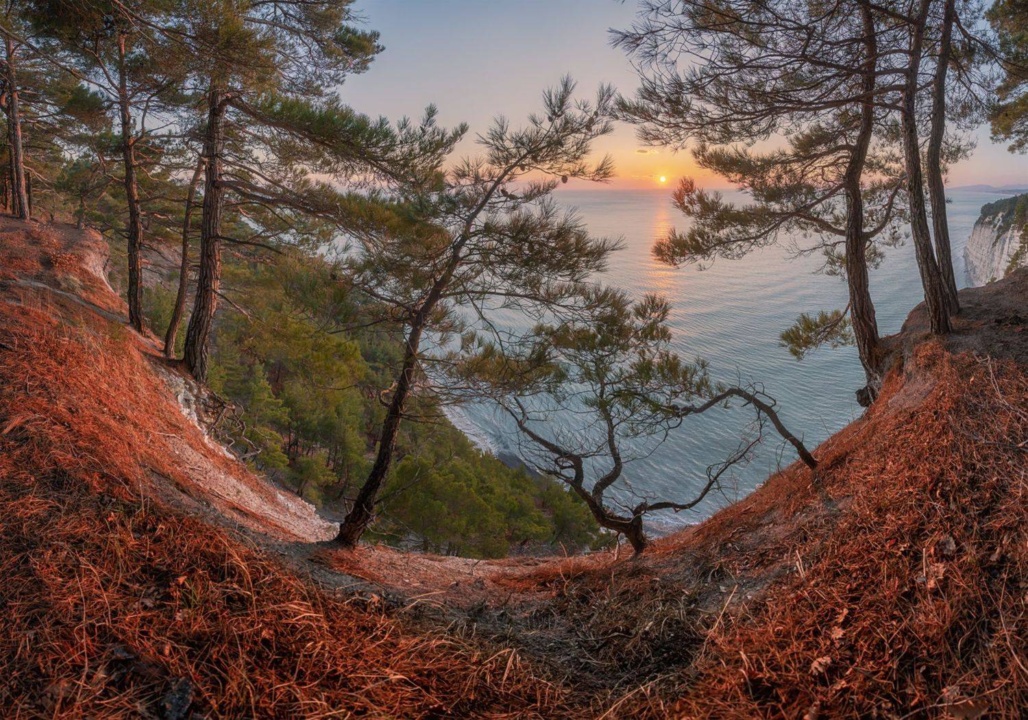 черное море, джанхот. пицундская сосна, февраль, вечер, Мысливцев Николай