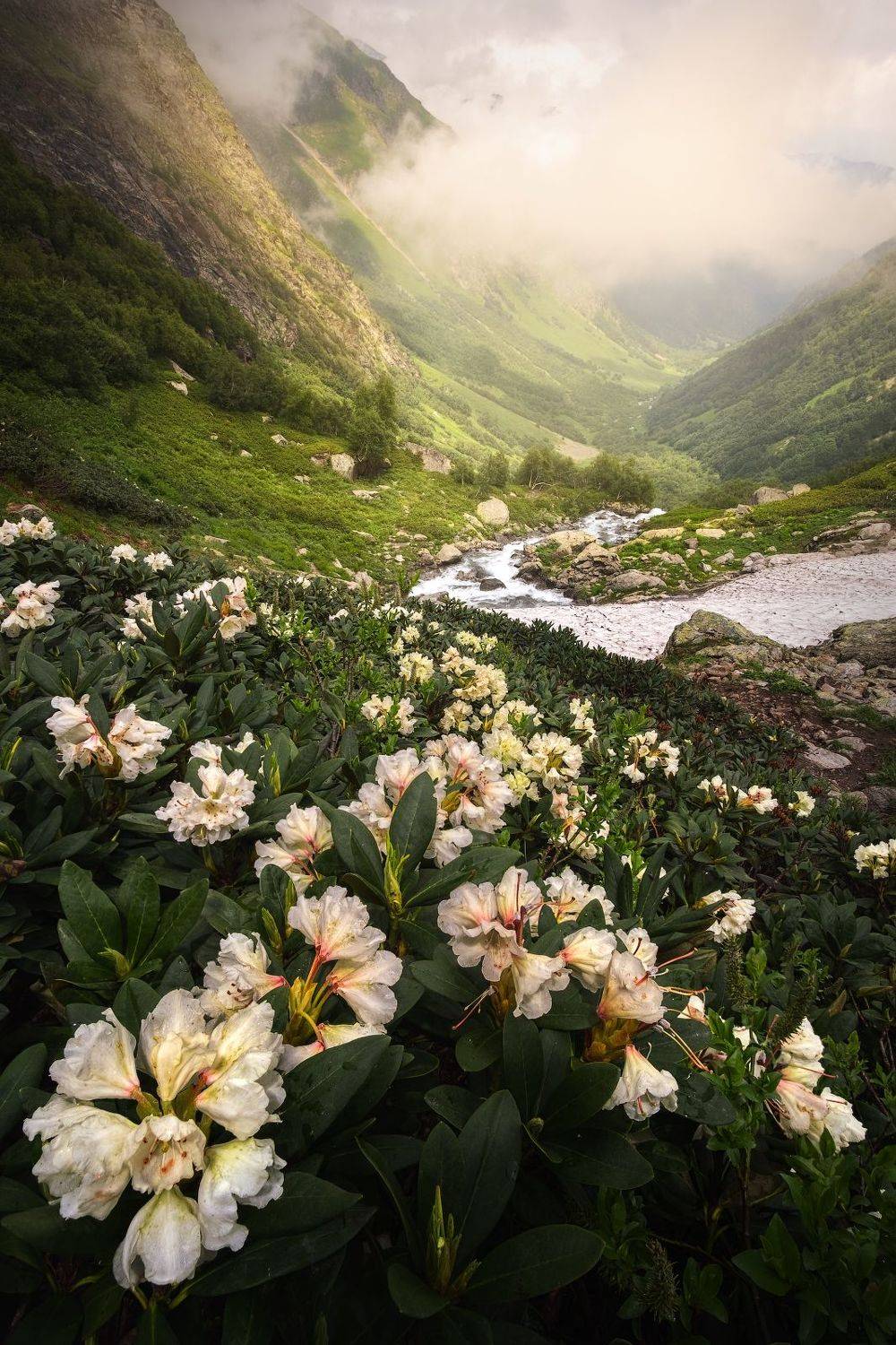 кавказ, горы, имеретинские озера, весна, туман, кчр, пейзаж, природа, кавказские горы, рододендроны, имеретинка, Глеб Желтов