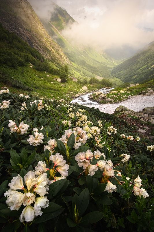 кавказ, горы, имеретинские озера, весна, туман, кчр, пейзаж, природа, кавказские горы, рододендроны, имеретинка В поисках рододендронов фото превью