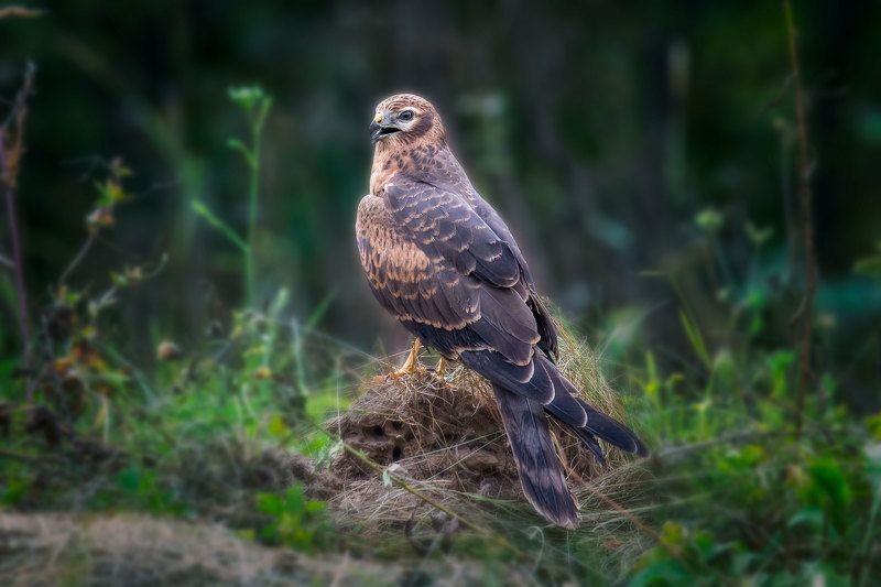 Луговой лунь  фото превью