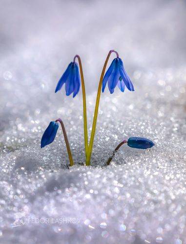 Пролески в снегу