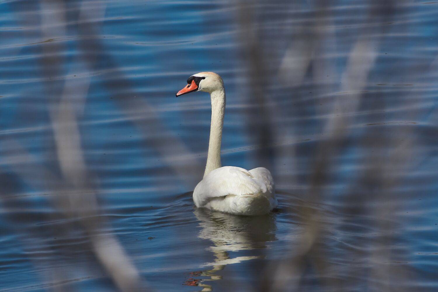volgograd, russia, wildlife, Cygnus olor,, Сторчилов Павел