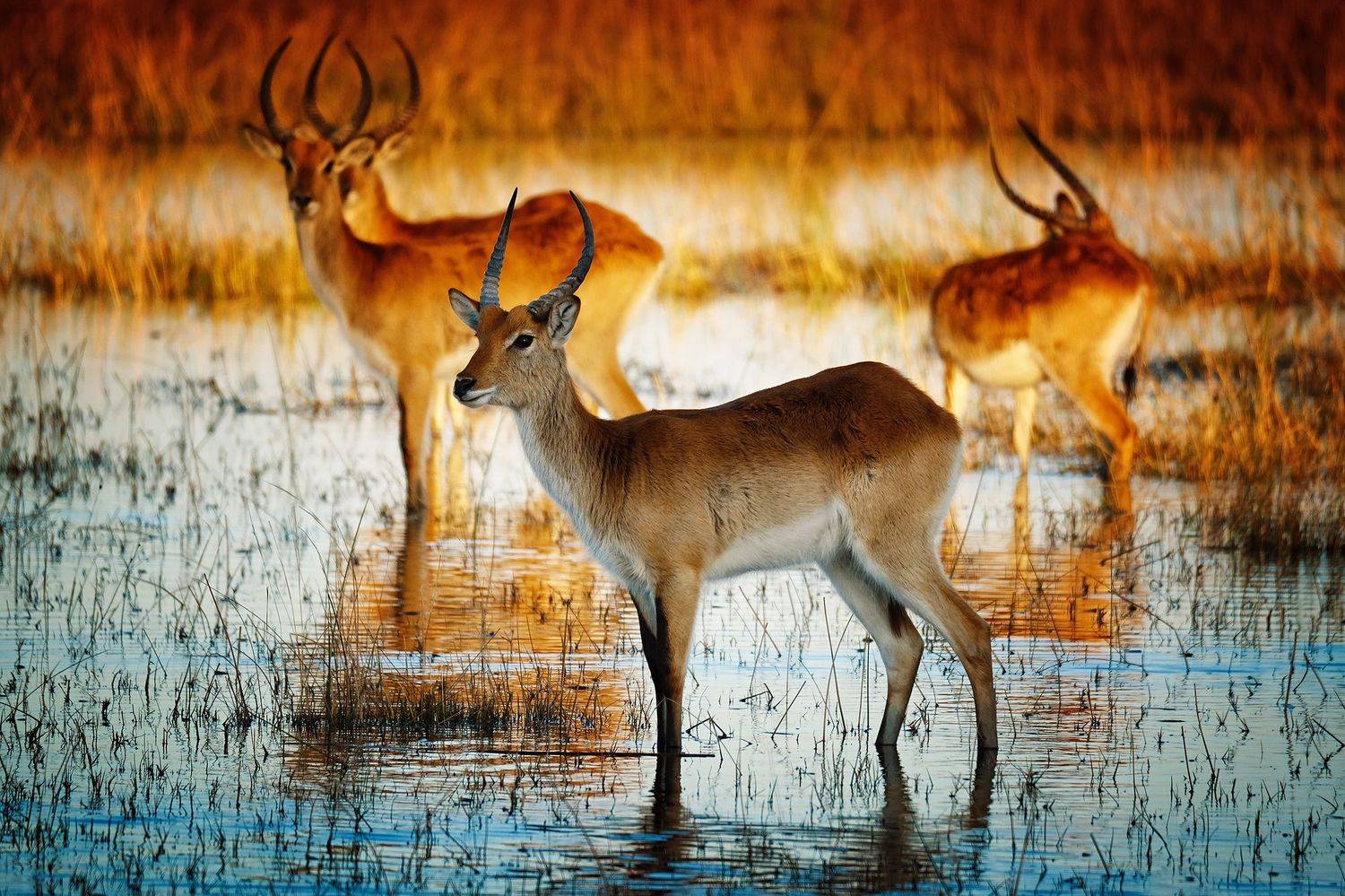 , Худзинская Ирина