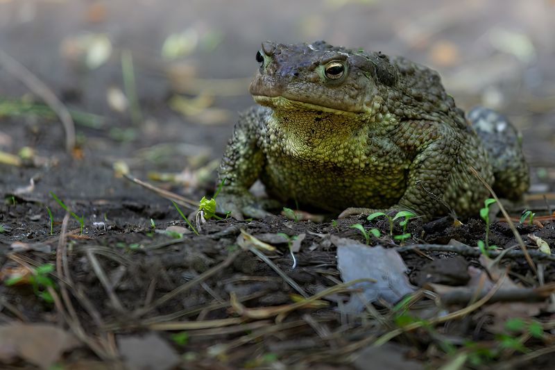 Обыкновенная Жаба (Bufo bufo) фото превью