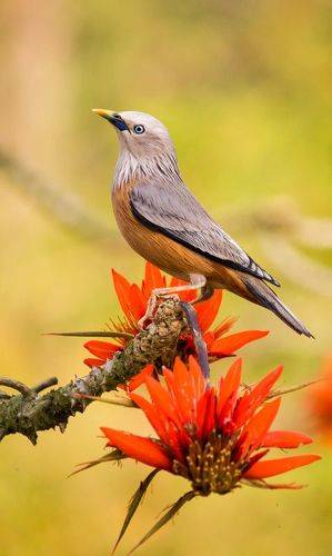 Chestnut-tailed starling