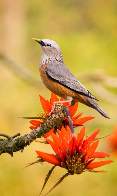 Chestnut-tailed starling фото превью