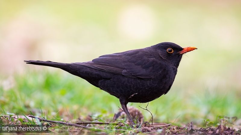 Blackbird фото превью