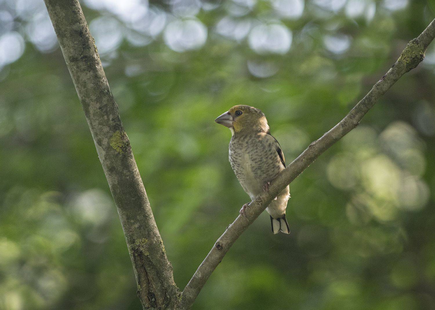, Евгени Стефанов