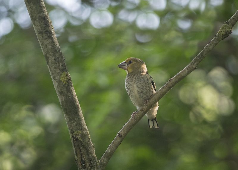 Дубонос фото превью