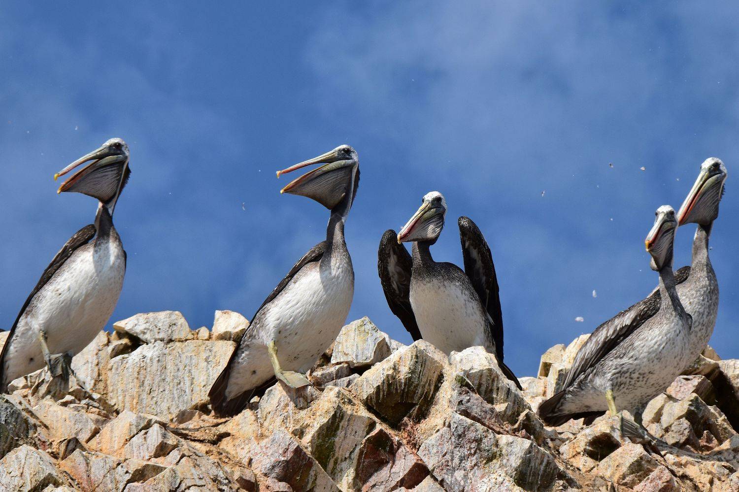 путешествие, животные, птицы, Наталия Щербина