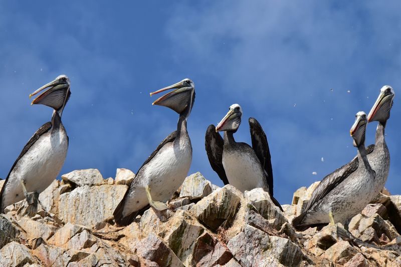 путешествие, животные, птицы Во дает! фото превью