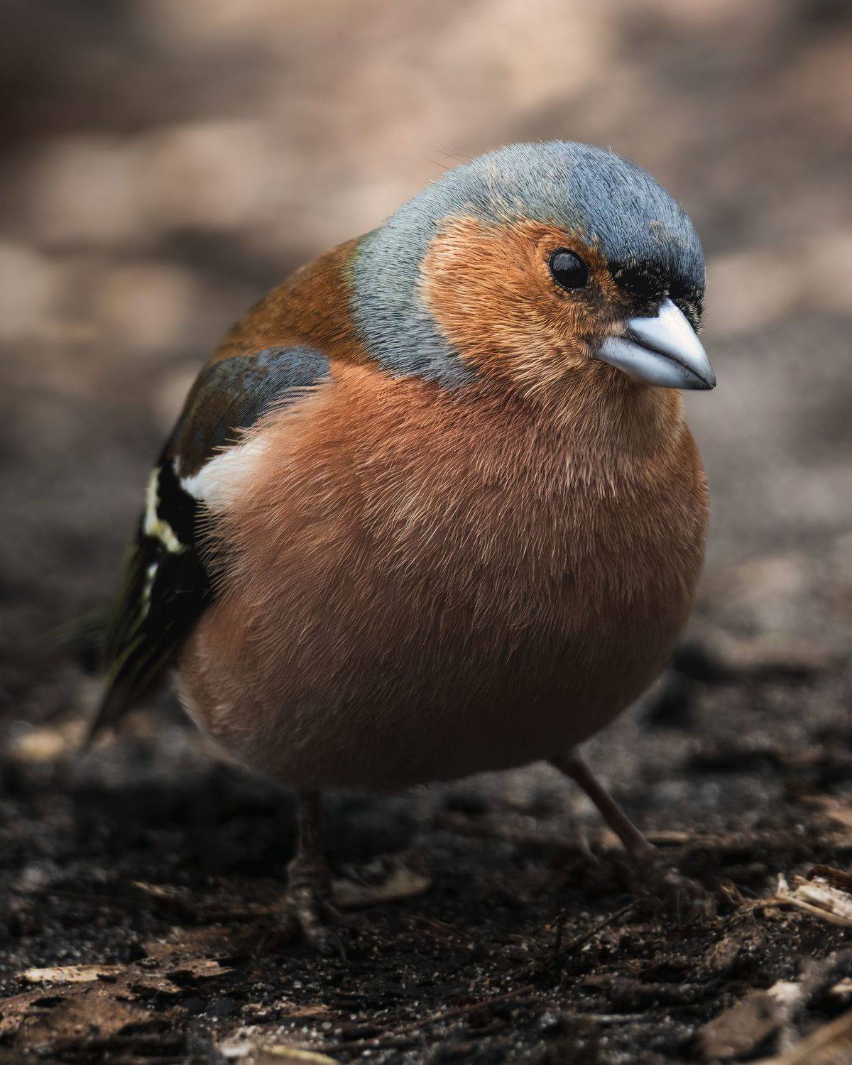 , Поляков Михаил