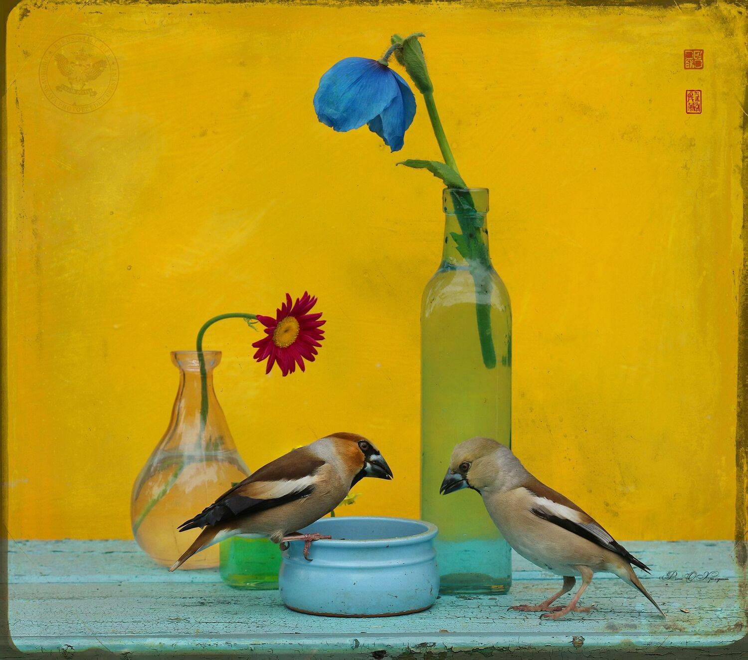 дубонос, Хромушин Олег