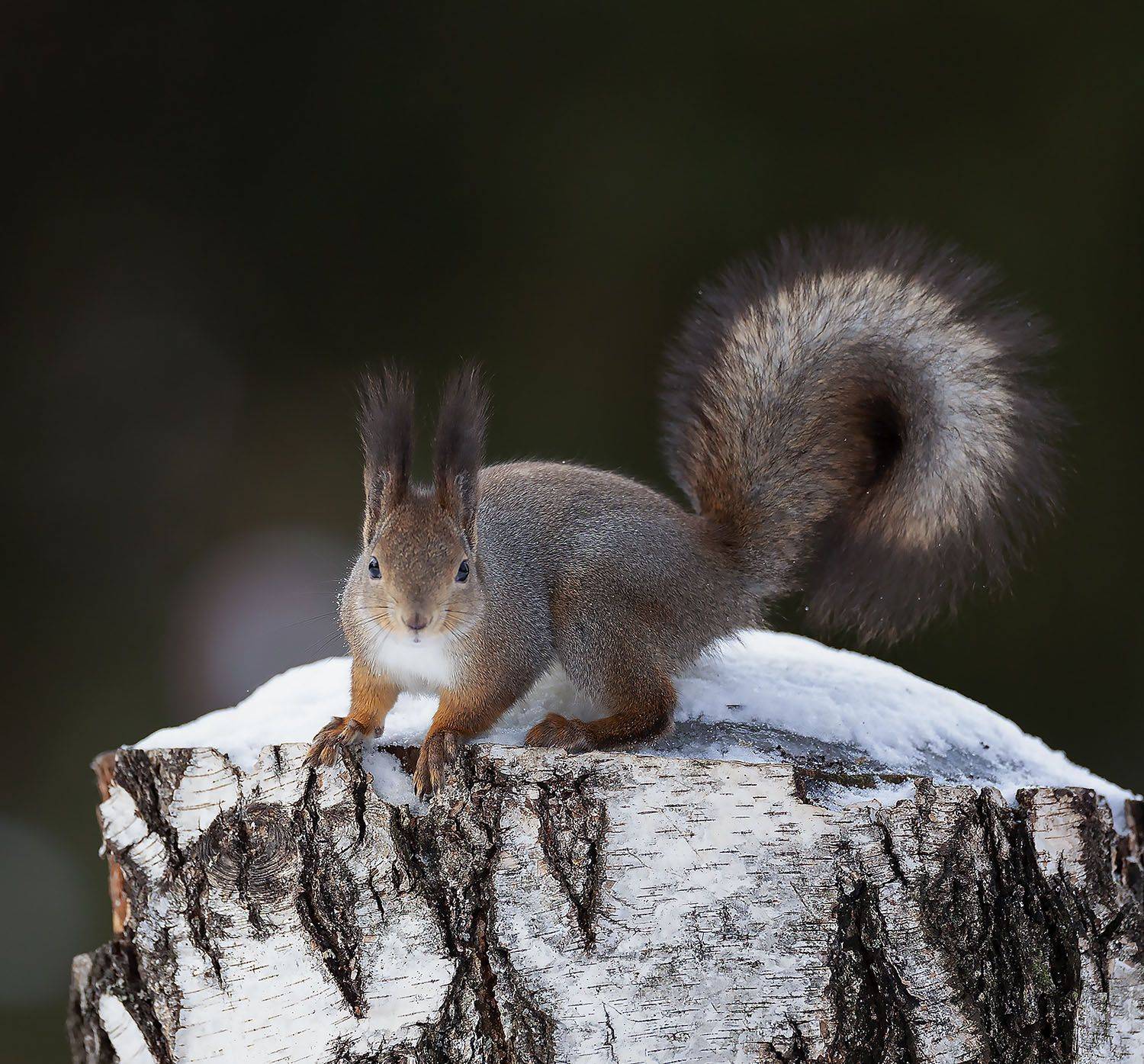 белка,лес,зима, природа, squirrel, beautiful, forest, winter, nature, Стукалова Юлия